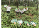 Hang Seng‧CA Country Park Plantation Enrichment Programme 3