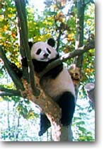 Self Photos / Files - adopt a panda