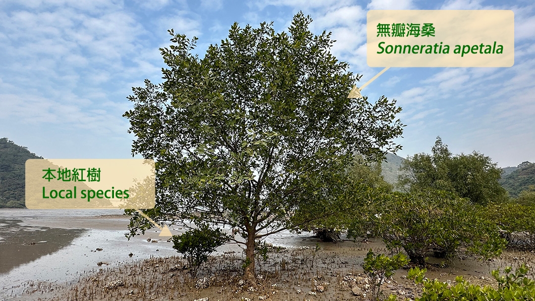 位於深屈的無瓣海桑平均大約有8-10米高，比起本地紅樹只有1米高，無瓣海桑簡直是個巨人。