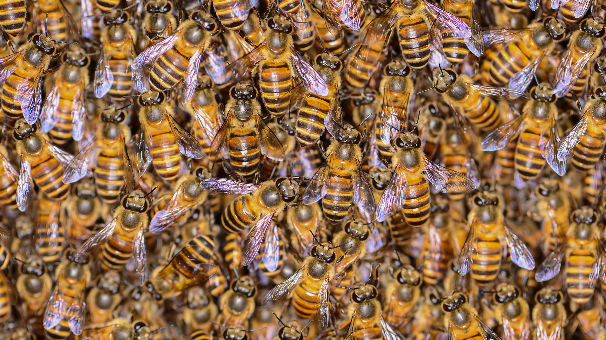 蜜蜂群