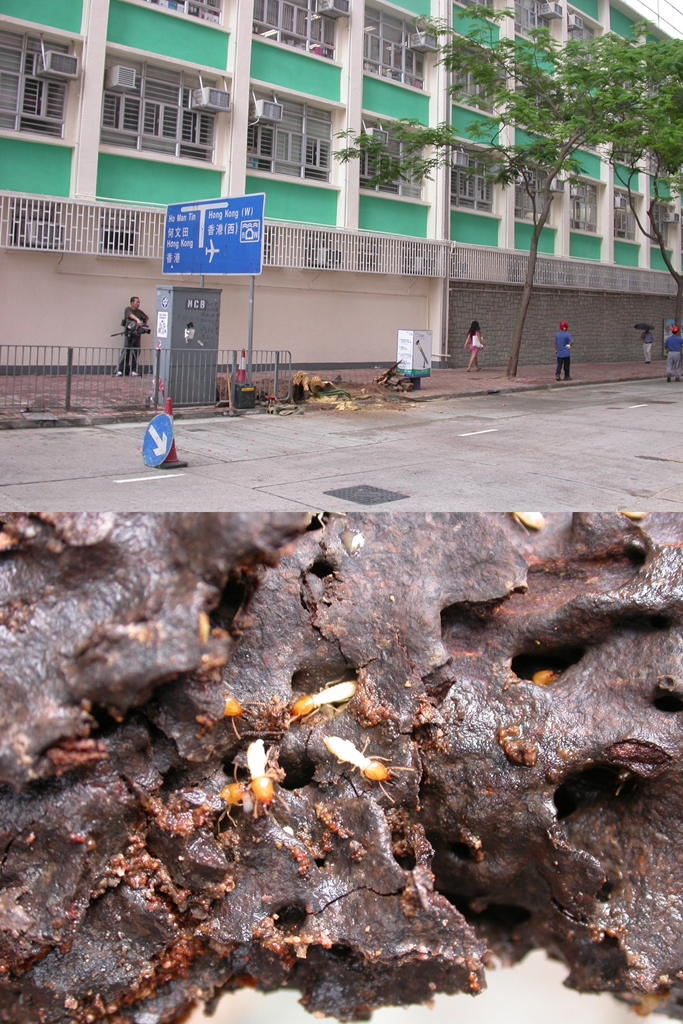 另一棵2009年在巴富街 因白蟻侵蝕而塌下的鳳凰木